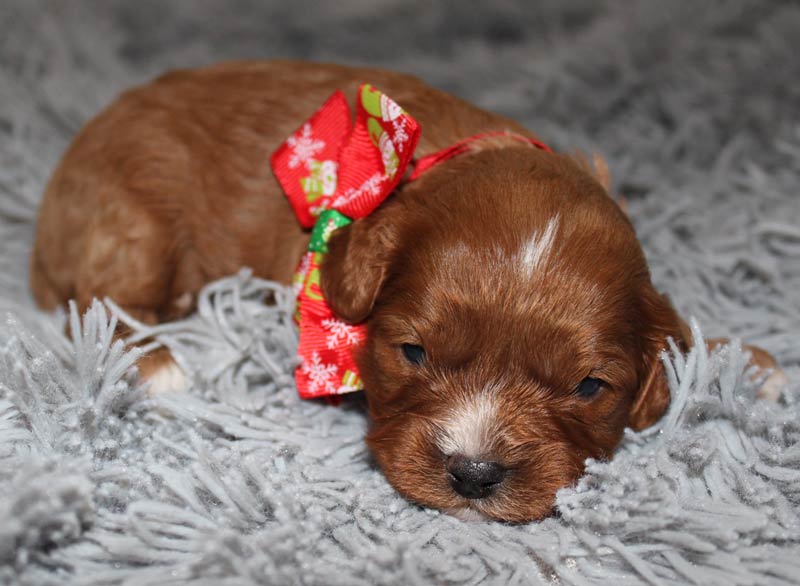 Baby Blue Diamond Cavapoo Pup Waiting for adoption in Austin Corners Michigan